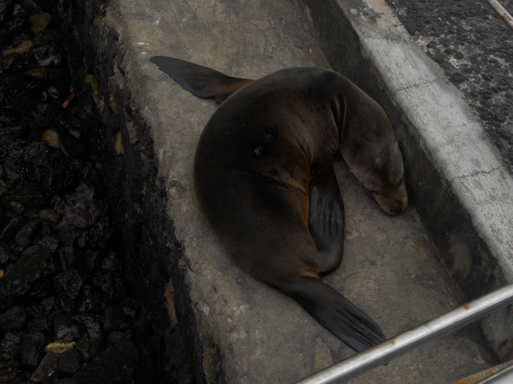 Seal on Santa Cruz