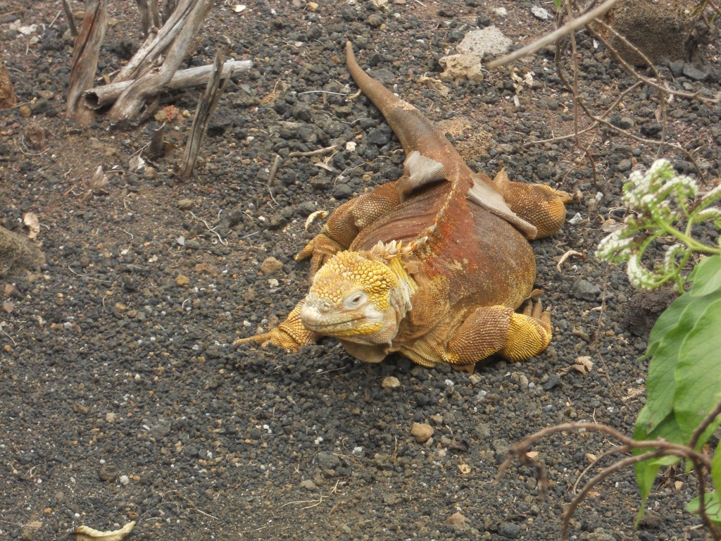 Land iguana