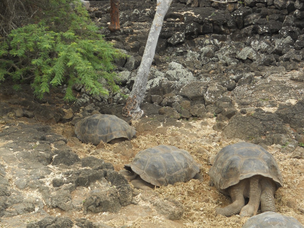 Darwin Center Turtles