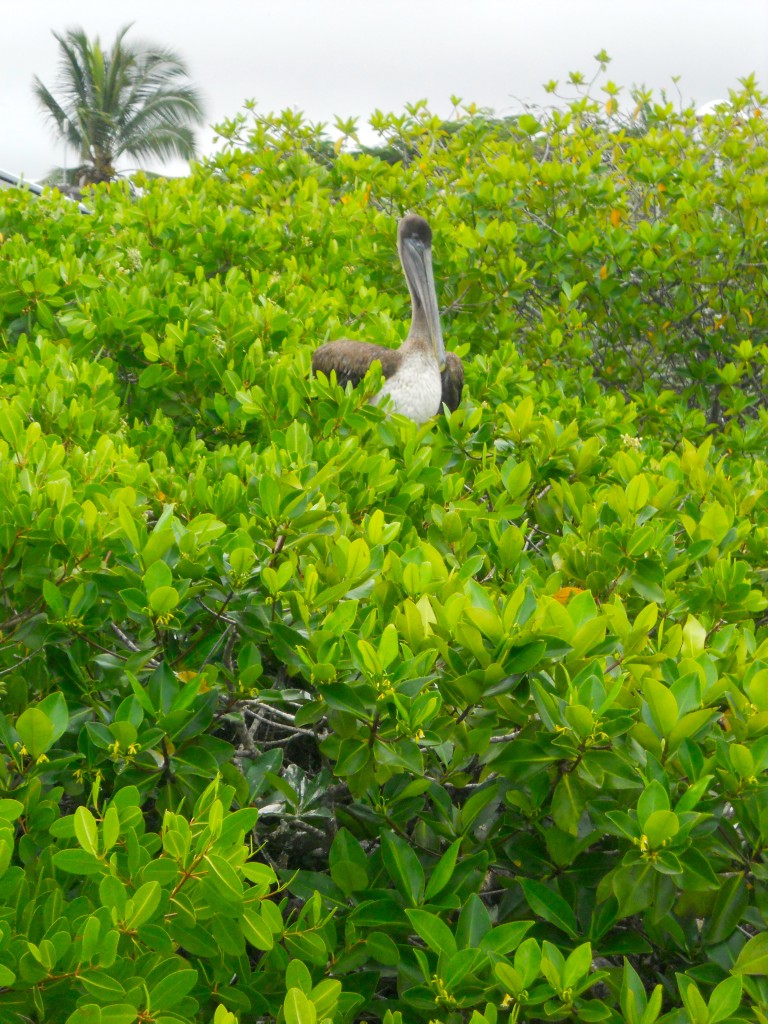 Pelican